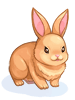 C_Orange_Rabbit